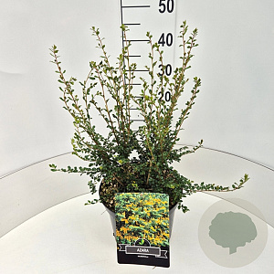 Azara microphylla 40-50 cm 10L
