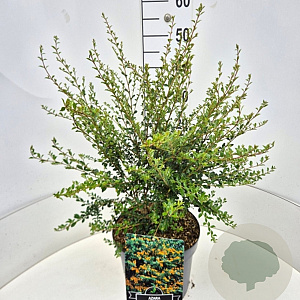 Azara microphylla 40-50 cm 10L