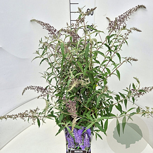 Buddleja dav. 'Lilac Cascade' 50-60 cm 20L
