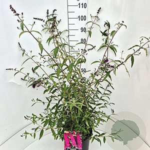 Buddleja d. 'Royal Red' 80-100 cm 10L