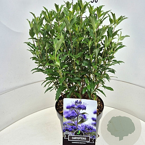 Caryopteris cland. Grand Bleu 40-45 cm 10L