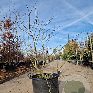 Cercis siliquastrum 80-100 cm container