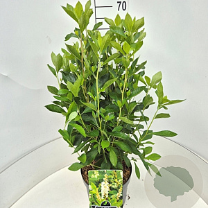 Clethra alnifolia 60-70 cm 10L