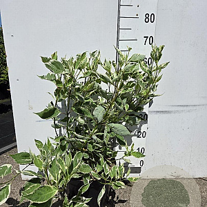 Cornus alba 'Elegantissima' 60-80 cm 10L