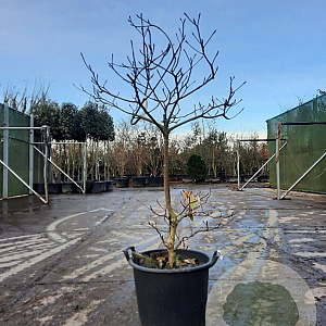 Cornus controversa 'Variegata' 100-125 cm 35L