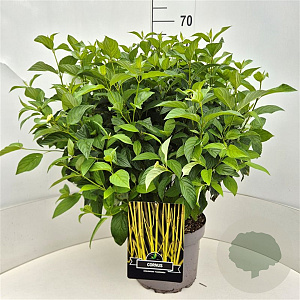 Cornus sericea 'Flaviramea' 60-70 cm 10L