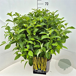 Cornus sericea 'Flaviramea' 60-70 cm 10L