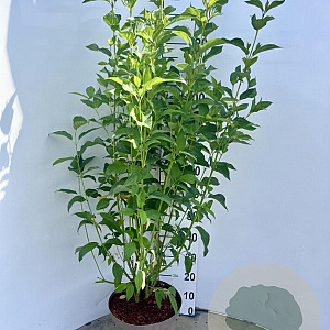 Cornus sericea 'Flaviramea' 60-70 cm 10L