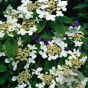 Viburnum plicatum 150-175 cm cont. 110L meerstammig