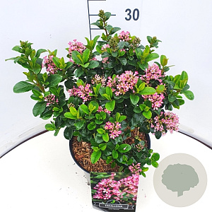 Escallonia laevis Pink Elle 30-35 cm 10L
