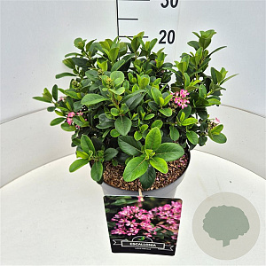Escallonia laevis Pink Elle 30-35 cm 10L
