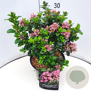 Escallonia laevis Pink Elle 30-35 cm 10L
