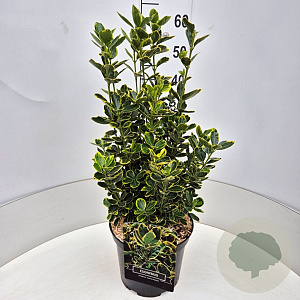 Euonymus jap. 'Ovatus Aureus' 50-60 cm 20L