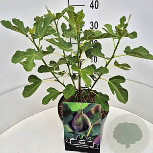 Ficus car. 'Brown Turkey' 40 cm 10L