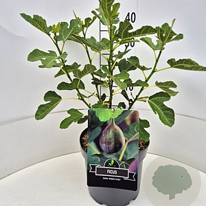 Ficus car. 'Brown Turkey' 40 cm 10L