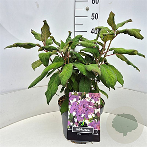 Hydrangea asp. 'Macrophylla' 40 cm 10L