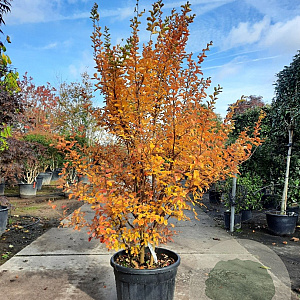 Lagerstroemia i. 'Rosea Nova' 175-200 cm cont. 70L meerstammig