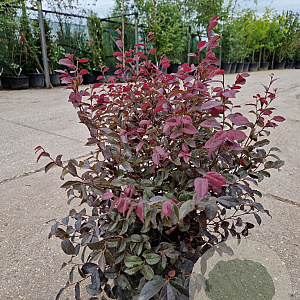Loropetalum c. Black Pearl 40-60 cm 7,5L