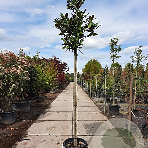 Magnolia grand. 'Goliath' 180 cm stam container 10-12 hoge lei