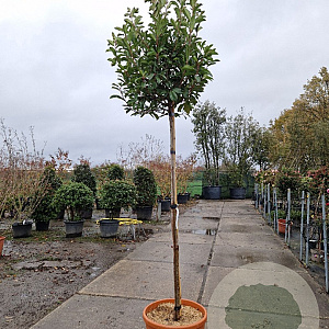 Photinia fraseri 'Red Robin' 160 cm stam container 10-12
