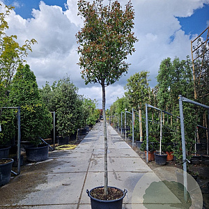 Photinia fraseri 'Red Robin' 180 cm stam container 14-16
