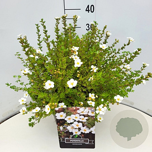 Potentilla f. 'Abbotswood' 35-40 cm 10L