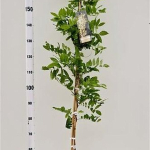 Wisteria sinensis 'Alba' 175-200 cm 5,0L