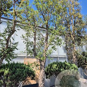 Quercus suber 100 cm stam container 8-10