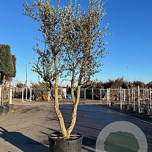 Quercus suber 350-400 cm cont. 150L meerstammig