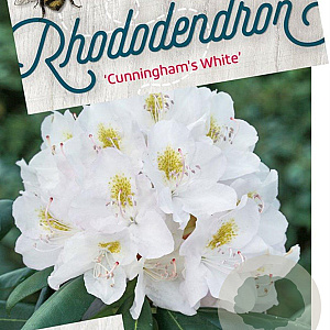 Rhododendron 'Cunningham's White' 50-60 cm 10L