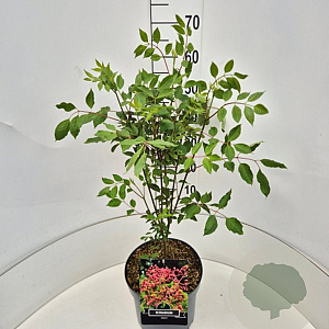 Tetradium daniellii 60-70 cm 10L