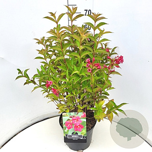 Weigela 'Bristol Ruby' 60-80 cm 10L