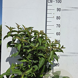 Weigela 'Bristol Ruby' 60-80 cm 10L
