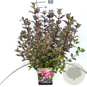 Weigela florida 'Nana Purpurea' 40-60 cm 10L