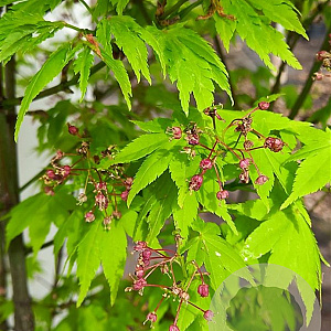 Acer pal. 'Summer Gold' 200-250 cm cont. 80L