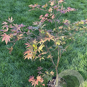 Acer pal. 'Beni-shigitatsu-sawa' 150-175 cm 50L