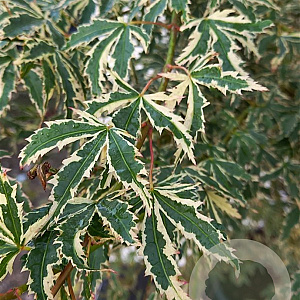 Acer pal. 'Butterfly' 250-300 cm cont. 180L