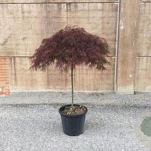 Acer pal. 'Crimson Queen' 200-250 cm cont. 180L breed