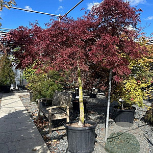 Acer pal. 'Nigrum' 200-250 cm cont. 180L breed 140 cm stam
