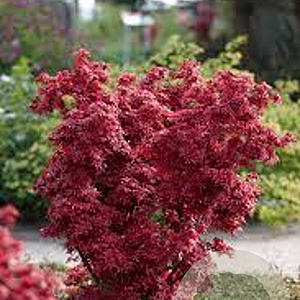 Acer pal. 'Shaina' 100 cm stam 20L
