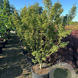 Acer pal. 'Shishigashira' 150-175 cm 50L