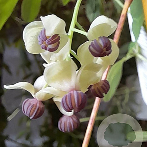 Akebia quinata 'Cream Form' 200-250 cm 20L 3 stok