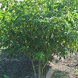 Cornus alternifolia 250-300 cm draadkluit meerstammig