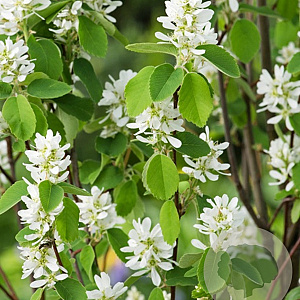 Amelanchier aln. Greatberry Garden 100-125 cm 20L