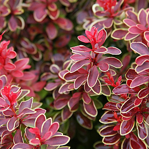 Berberis thunb. 'Admiration' 50-60 cm 20L breed