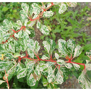 Berberis thunb. 'Natasza' 80-100 cm 20L