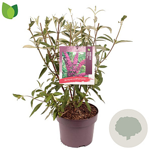 Buddleja d. 'Royal Red' 40-50 cm 5,0L