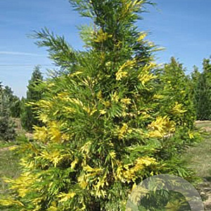 Calocedrus dec. 'Aureovariegata' 175-200 cm cont. 80L