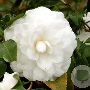 Camellia j. 'Campsii Alba' 125-150 cm 20L