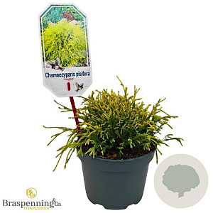 Chamaecyparis p. 'Sungold' 20-25 cm 2,0L
